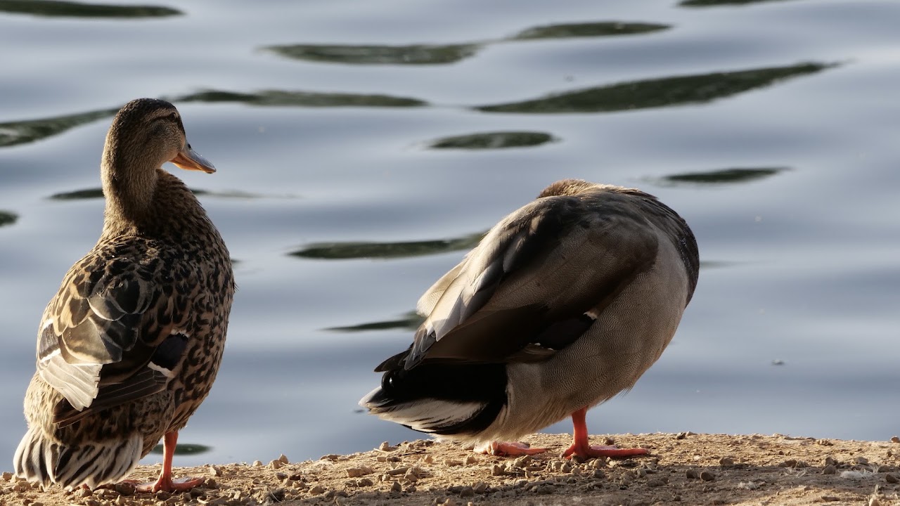 Two ducks by the water at Gilbert Riparian Preserve